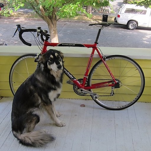 A black and white dog sits on a porch in front of a red bicycle.