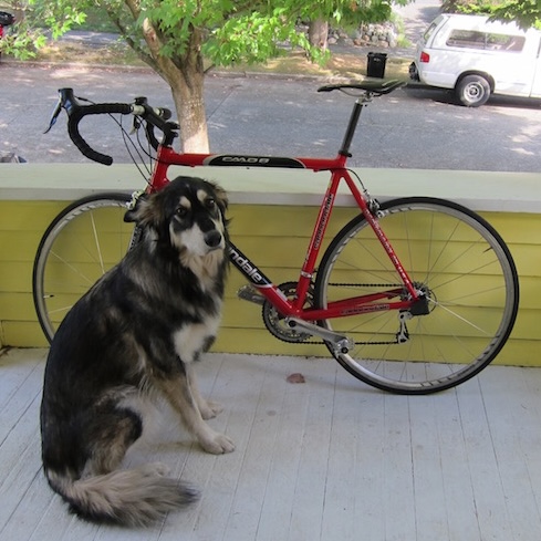 A dog sitting on a porch beside a red bicycle leaning against the railing.