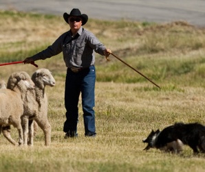 A man holding a stick in a field with sheep and a herding dog.