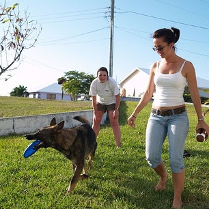 Two people and a dog holding a blue frisbee on a lawn.
